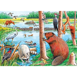The Beaver Pond: 35pc